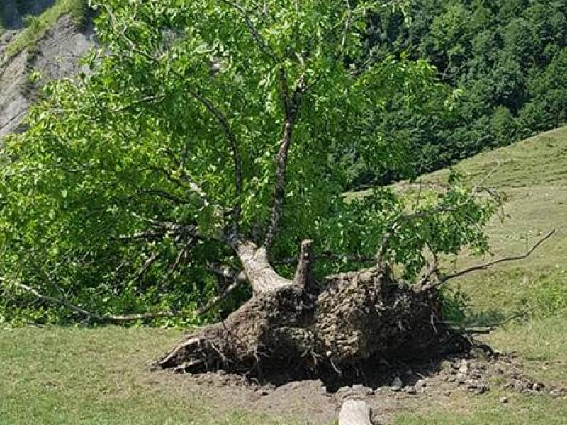 ცაგერის მუნიციპალიტეტში ქარმა გაანადგურა მოსავალი ზედა ლუხვანოში. გადახდილია...